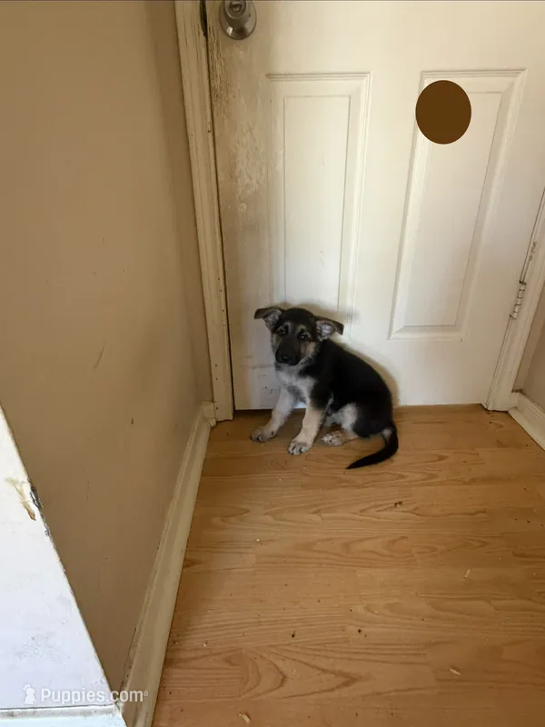 Brown – German Shepherd Dog puppy for sale in Sugar Land, TX