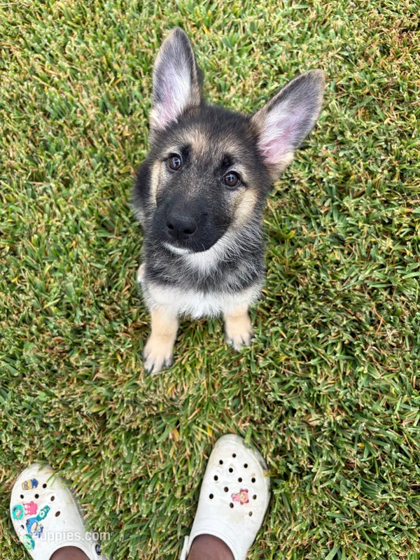 Mint – German Shepherd Dog puppy on hold in Sugar Land, TX