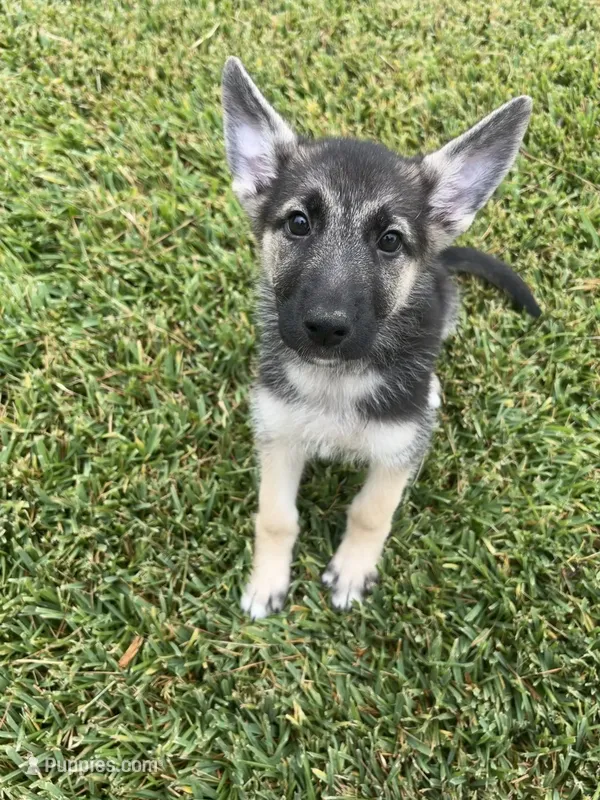 Silver – German Shepherd Dog puppy for sale in Sugar Land, TX