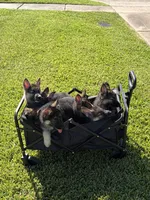 Mint, a female German Shepherd Dog for sale in Sugar Land, TX – 3 of 3