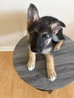 Mint, a female German Shepherd Dog for sale in Sugar Land, TX – 1 of 3