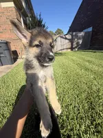 Lime, a male German Shepherd Dog for sale in Sugar Land, TX – 2 of 3