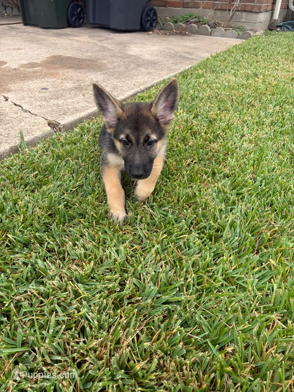 Red – German Shepherd Dog puppy on hold in Sugar Land, TX