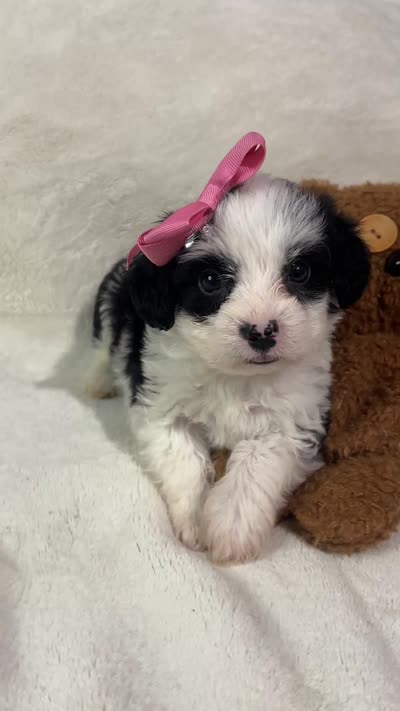 Lucy, a female Maltipoo for sale in Sacramento, CA – 2 of 2