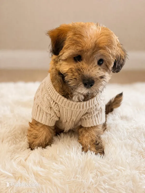 Bear – Maltipoo puppy for sale in Sacramento, CA