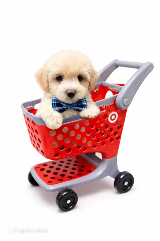 Oliver  – Maltipoo puppy for sale in Sacramento, CA