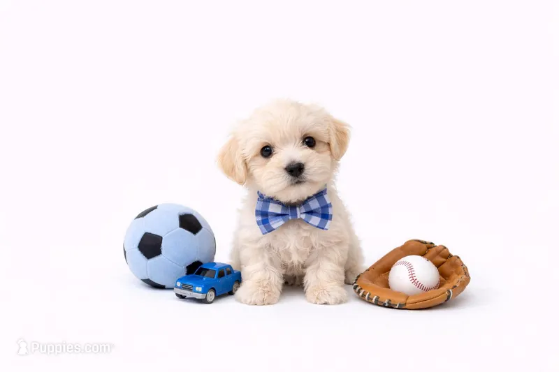 Tiny – Maltipoo puppy for sale in Sacramento, CA