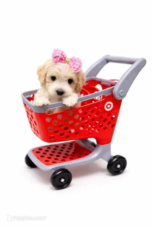 Olivia, a female Maltipoo for sale in Sacramento, CA – Photo 1 of 1