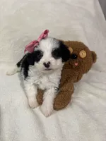 Lucy, a female Maltipoo for sale in Sacramento, CA – 1 of 2