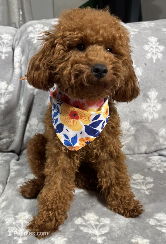Archie – Poodle - Toy  puppy for sale in Sacramento, CA