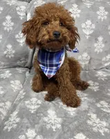 Tommy, a male Poodle - Toy  for sale in Sacramento, CA – Photo 4 of 4