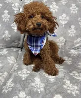 Tommy, a male Poodle - Toy  for sale in Sacramento, CA – Photo 3 of 4