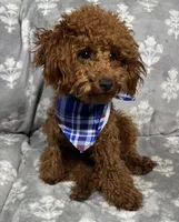 Tommy, a male Poodle - Toy  for sale in Sacramento, CA – Photo 2 of 4