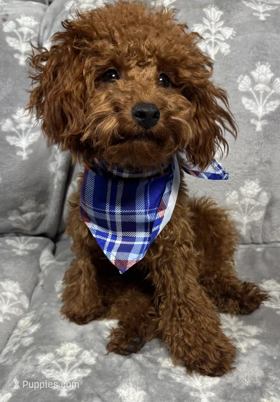 Tommy – Poodle - Toy  puppy for sale in Sacramento, CA