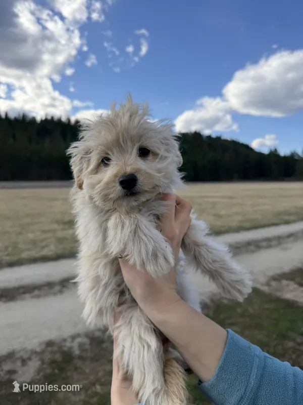 Cream Female – Poodle - Toy  puppy for sale in Seattle, WA