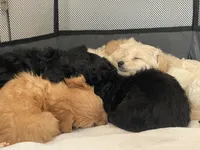 Cream Male, a male Poodle - Toy  for sale in Colville, WA – Photo 3 of 3