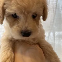 Cream Female, a female Poodle - Toy  for sale in Seattle, WA – Photo 2 of 4