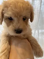 Cream Male, a male Poodle - Toy  for sale in Colville, WA – Photo 1 of 3