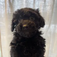 Male, a male Poodle - Toy  for sale in Seattle, WA – Photo 1 of 4