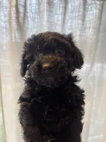Male, a male Poodle - Toy  for sale in Colville, WA – Photo 1 of 3
