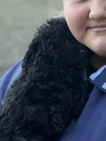 Male, a male Poodle - Toy  for sale in Seattle, WA – Photo 2 of 4