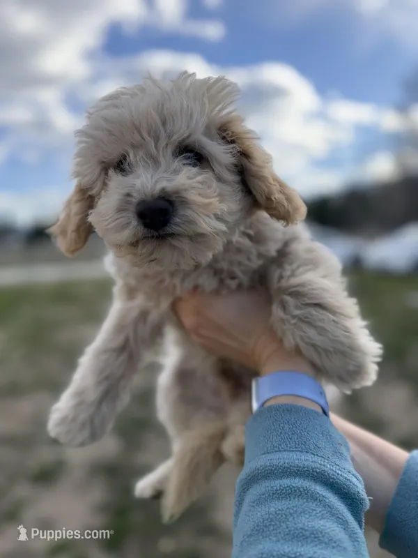 Cream Male – Poodle - Toy  puppy for sale in Seattle, WA