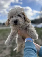 Cream Male, a male Poodle - Toy  for sale in Seattle, WA – Photo 1 of 4