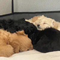 Cream Female, a male Poodle - Toy  for sale in Seattle, WA – Photo 3 of 3