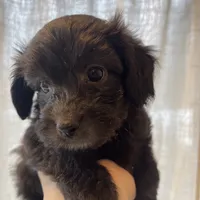 Female, a female Poodle - Toy  for sale in Seattle, WA – Photo 2 of 4