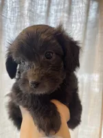 Female, a female Poodle - Toy  for sale in Colville, WA – Photo 1 of 3