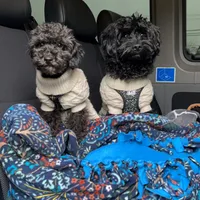 Female, a female Poodle - Toy  for sale in Seattle, WA – Photo 3 of 4