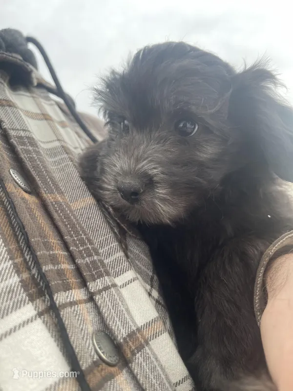 Female, a female Poodle - Toy  for sale in Seattle, WA – Photo 1 of 4