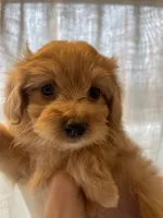 Brown Female, a female Poodle - Toy  for sale in Colville, WA – Photo 1 of 4