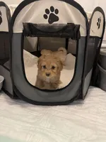 Brown Female, a female Poodle - Toy  for sale in Colville, WA – Photo 4 of 4