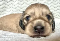 Dorothy , a female Miniature Dachshund for sale in Woodburn, OR – Photo 2 of 5