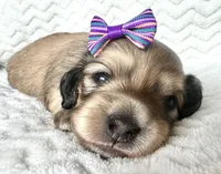 Dorothy , a female Miniature Dachshund for sale in Woodburn, OR – Photo 4 of 5