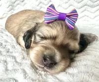 Dorothy , a female Miniature Dachshund for sale in Woodburn, OR – Photo 5 of 5