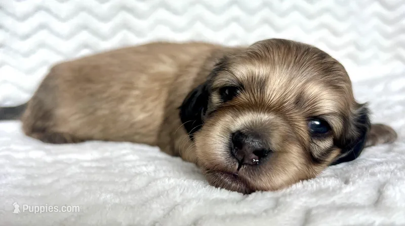 Dorothy  – Miniature Dachshund puppy for sale in Woodburn, OR