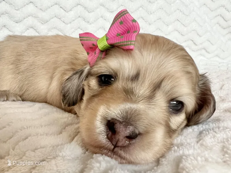 Rose – Miniature Dachshund puppy for sale in Woodburn, OR