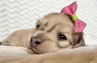 Rose, a female Miniature Dachshund for sale in Woodburn, OR – Photo 2 of 5