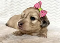 Rose, a female Miniature Dachshund for sale in Woodburn, OR – Photo 5 of 5