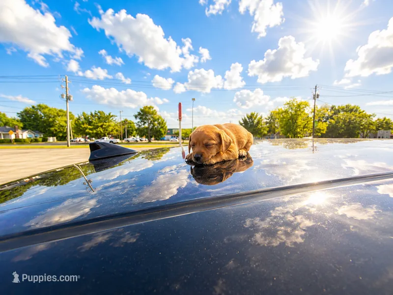 CoCo – Chihuahua puppy for sale in Charleston, SC