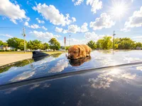 CoCo, a female Chihuahua for sale in Charleston, SC – 1 of 1