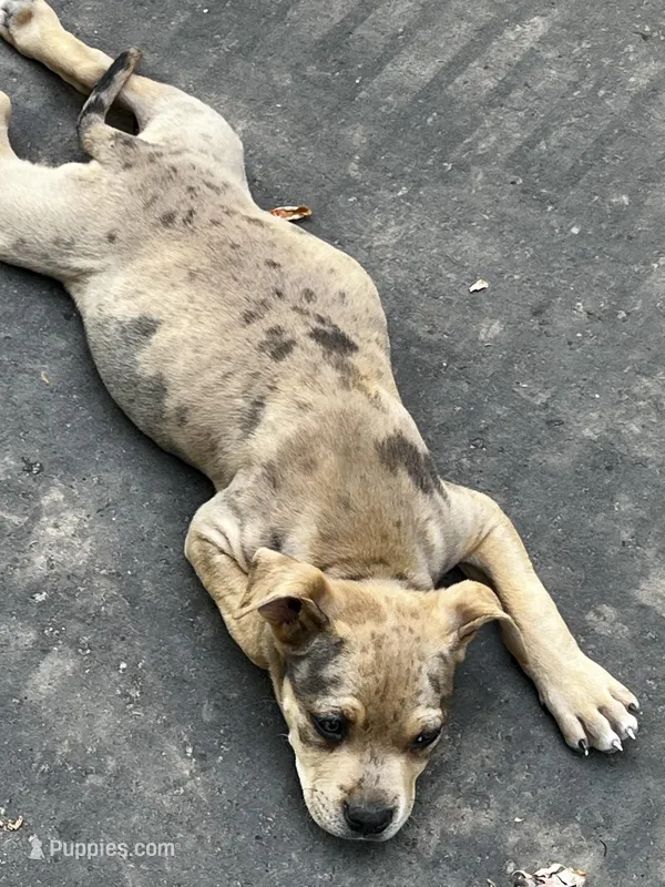 Scoob  – American Bully puppy for sale in Charlotte, NC