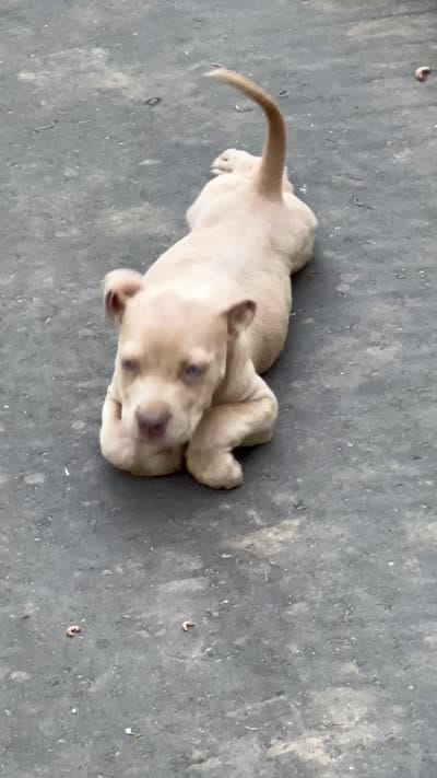 Figi , a male American Bully for sale in Charlotte, NC – 2 of 2