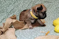 Finley yellow collar, a male Brussels Griffon for sale in Berkeley Springs, WV – Photo 2 of 4
