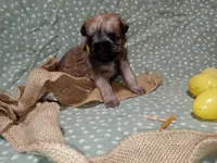 Finley yellow collar, a male Brussels Griffon for sale in Berkeley Springs, WV – Photo 3 of 4