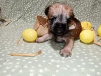 Finley yellow collar, a male Brussels Griffon for sale in Berkeley Springs, WV – Photo 1 of 4