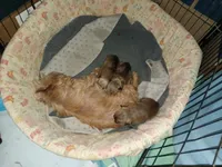 Finley yellow collar, a male Brussels Griffon for sale in Berkeley Springs, WV – Photo 4 of 4