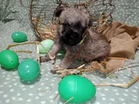 Liam green collar, a male Brussels Griffon for sale in Berkeley Springs, WV – Photo 1 of 4